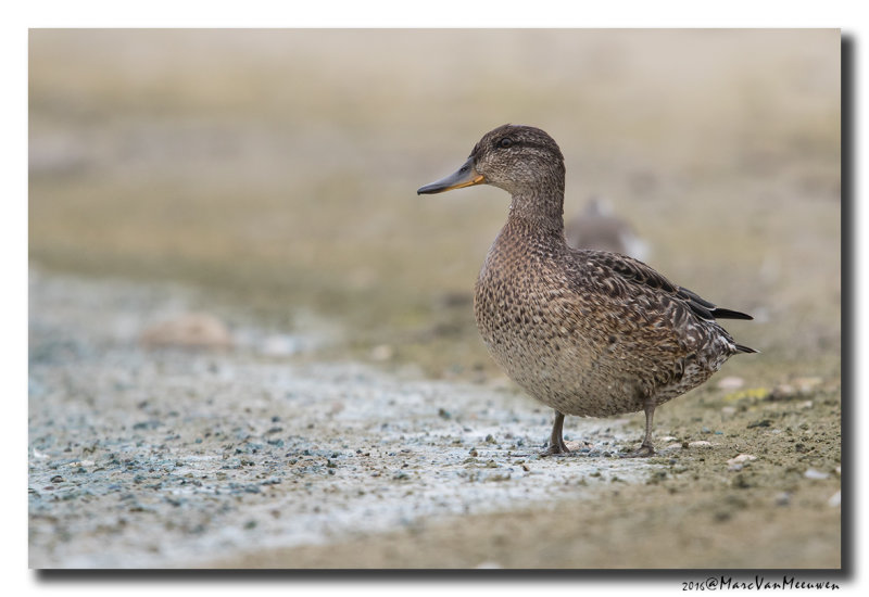 Wintertaling - Eurasian Teal 2016
