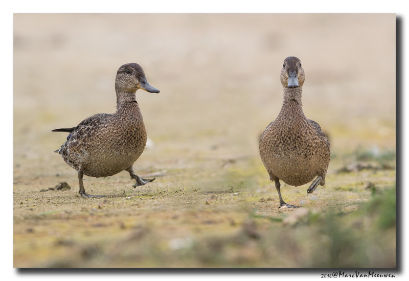 Wintertaling - Eurasian Teal 2016