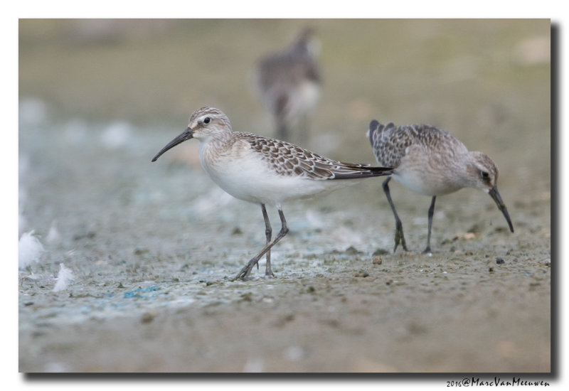 Krombekstrandloper - Curlew Sandpiper 2016