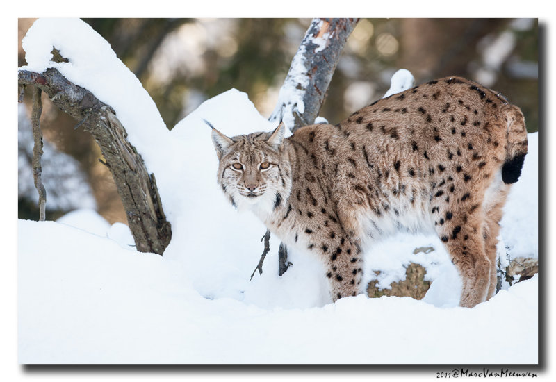 Lynx2011