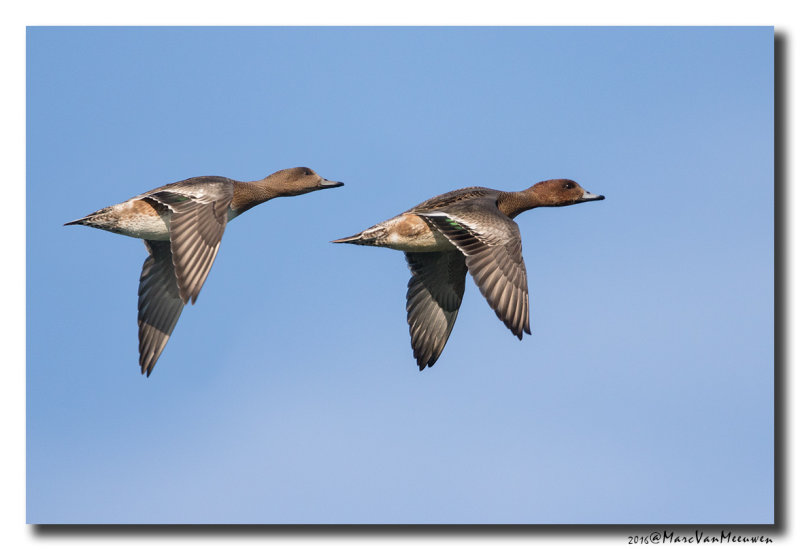 Smient - Wigeon 2016