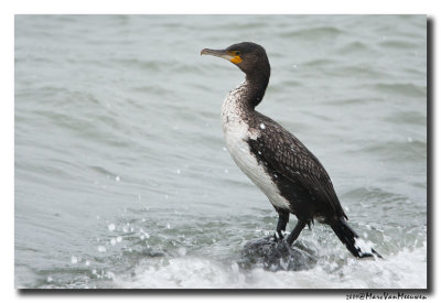 Grote Aalscholver - Atlantic Great Cormorant 