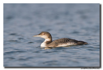 Ijsduiker - Great Northern Loon 