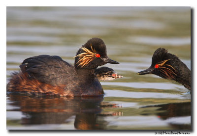Geoorde Fuut - Black-necked Grebe 