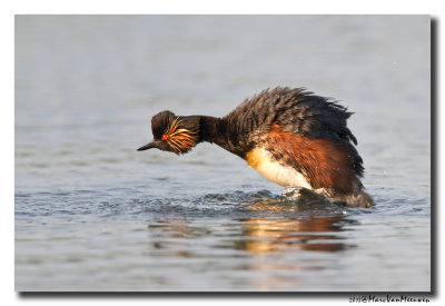 Geoorde Fuut - Black-necked Grebe 