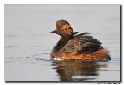 Geoorde Fuut - Black-necked Grebe 