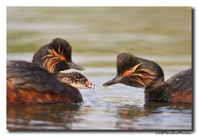 Geoorde Fuut - Black-necked Grebe 