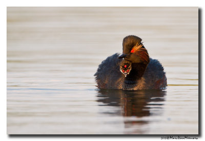 Geoorde Fuut - Black-necked Grebe 