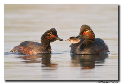 Geoorde Fuut - Black-necked Grebe 