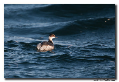Kuifduiker - Horned Grebe 