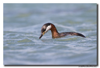 Roodhalsfuut - Red-necked Grebe 