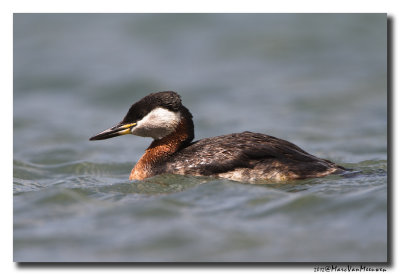 Roodhalsfuut - Red-necked Grebe 