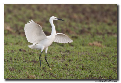 Kleine Zilverreiger - Little Egret 