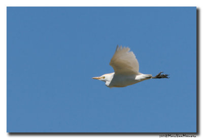 Koereiger - Cattle Egret 