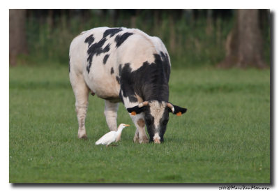 Koereiger - Cattle Egret 