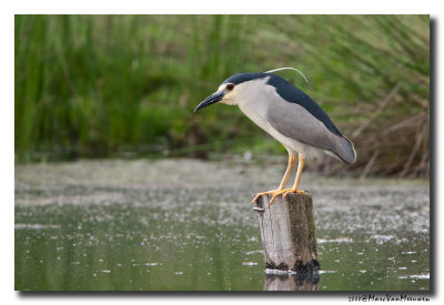 Kwak - Black-crowned Night-Heron 