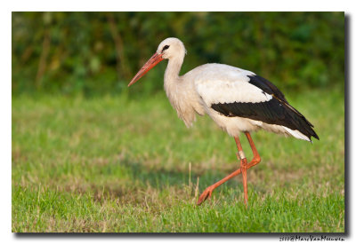 Ooievaar - White Stork 
