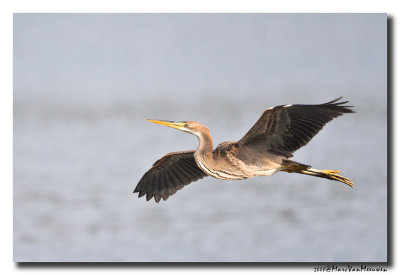 Purperreiger - Purple Heron 