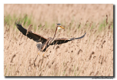 Purperreiger - Purple Heron 