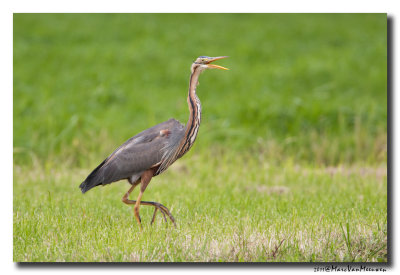 Purperreiger - Purple Heron 