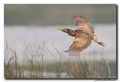 Roerdomp - Great Bittern