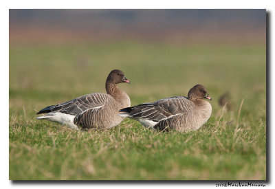 Kleine Rietgans - Pink-footed Goose 