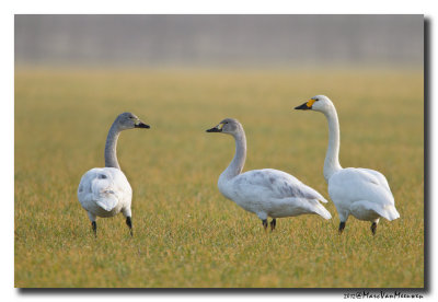 Kleine Zwaan - Tundra Swan 