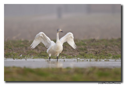 Kleine Zwaan - Tundra Swan 