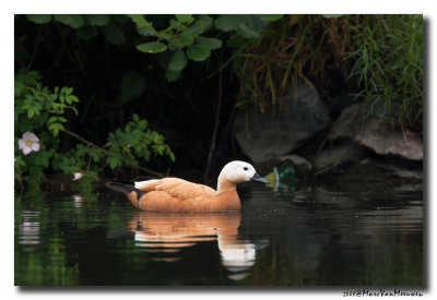 Casarca - Ruddy Shelduck