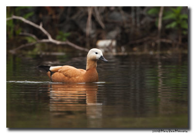 Casarca - Ruddy Shelduck 