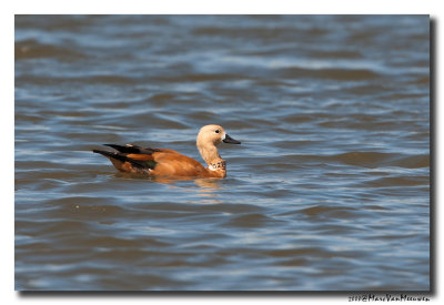 Casarca - Ruddy Shelduck 