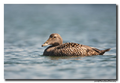 Eider - Common Eider