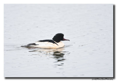 Grote Zaagbek - Goosander 
