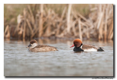 Krooneend - Red-crested Pochard 
