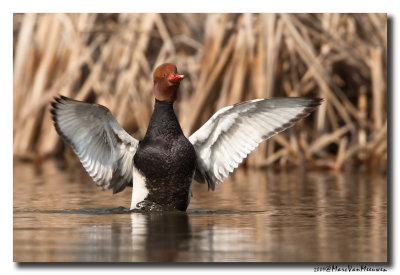 Krooneend - Red-crested Pochard 