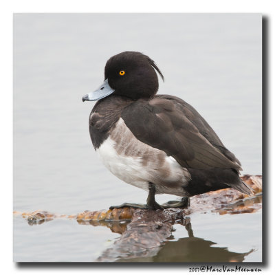 Kuifeend - Tufted Duck 