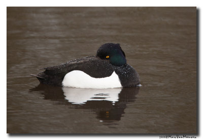Kuifeend - Tufted Duck 