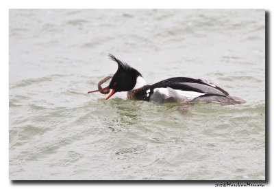 Middelste Zaagbek - Red-breasted Merganser 