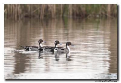 Pijlstaart - Northern Pintail 