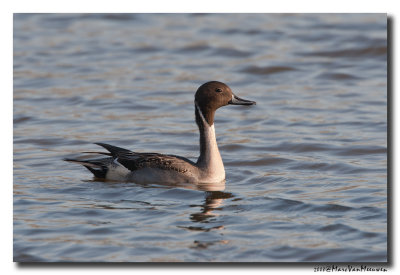 Pijlstaart - Northern Pintail 