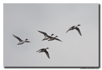 Pijlstaart - Northern Pintail 