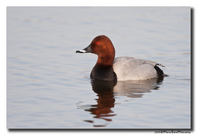 Tafeleend - Pochard