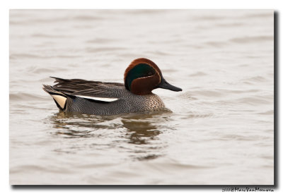 Wintertaling - Eurasian Teal 