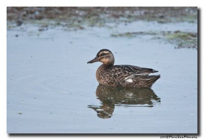 Zomertaling - Garganey 