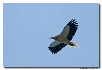 Aasgier - Egyptian Vulture 