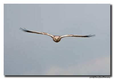 Bruine Kiekendief - Western Marsh Harrier 