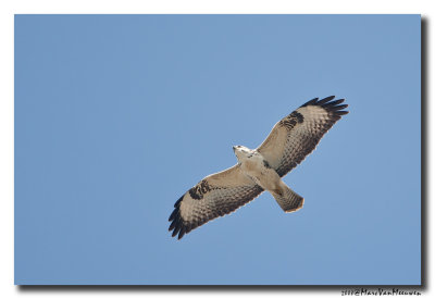 Buizerd - Buzzard 