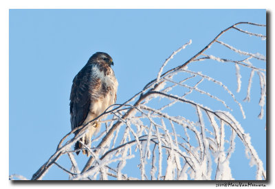 Buizerd - Buzzard 
