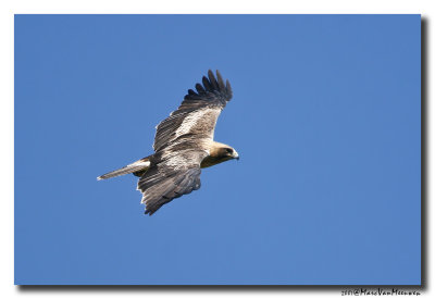 Dwergarend - Booted Eagle