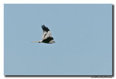 Grauwe Kiekendief - Montagus Harrier 